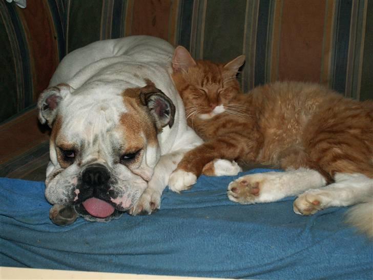 Engelsk bulldog Lullu billede 10