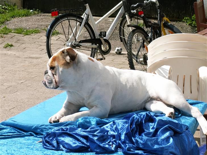 Engelsk bulldog Lullu billede 11