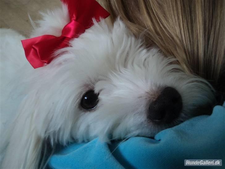 Coton de tulear Anton billede 13