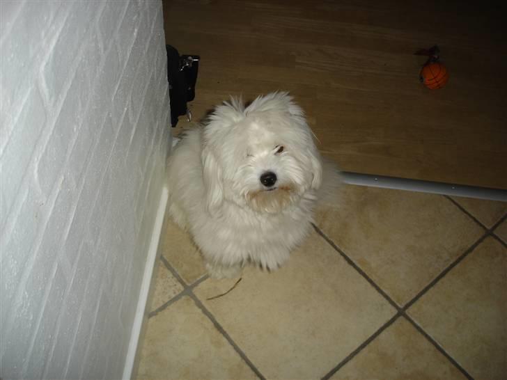 Coton de tulear Anton billede 14