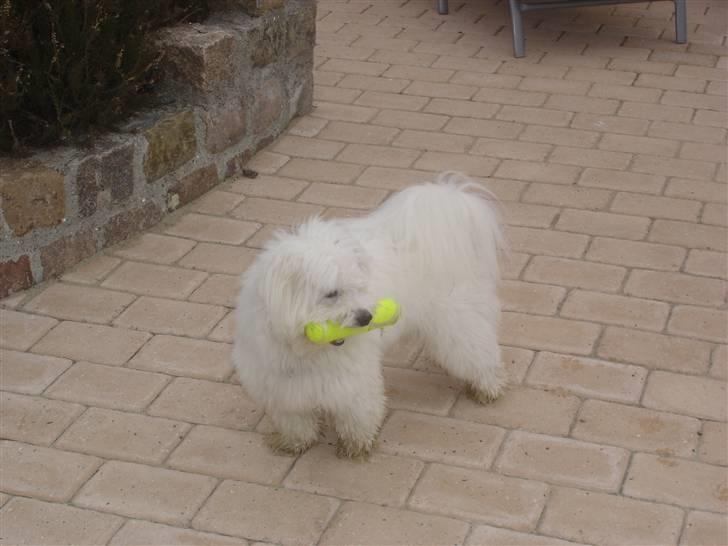 Coton de tulear Anton billede 15