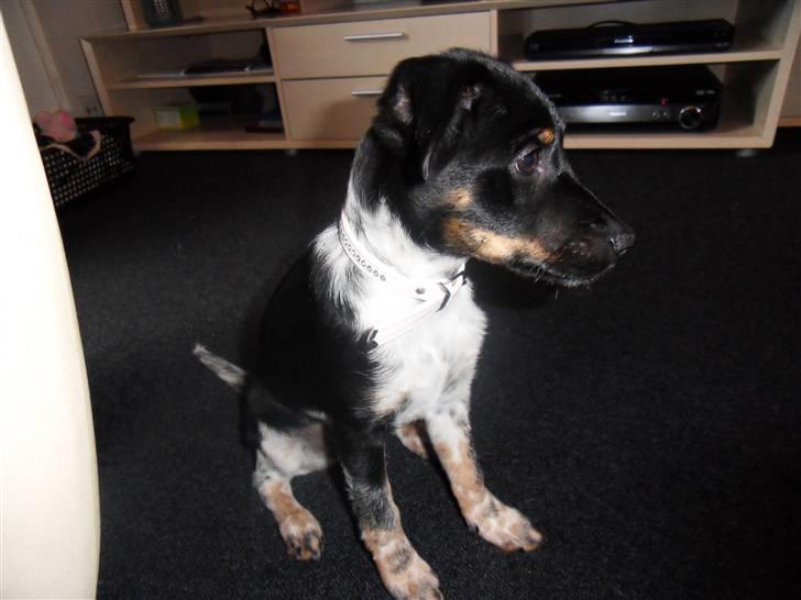 Dansk svensk gaardhund Lulu billede 19