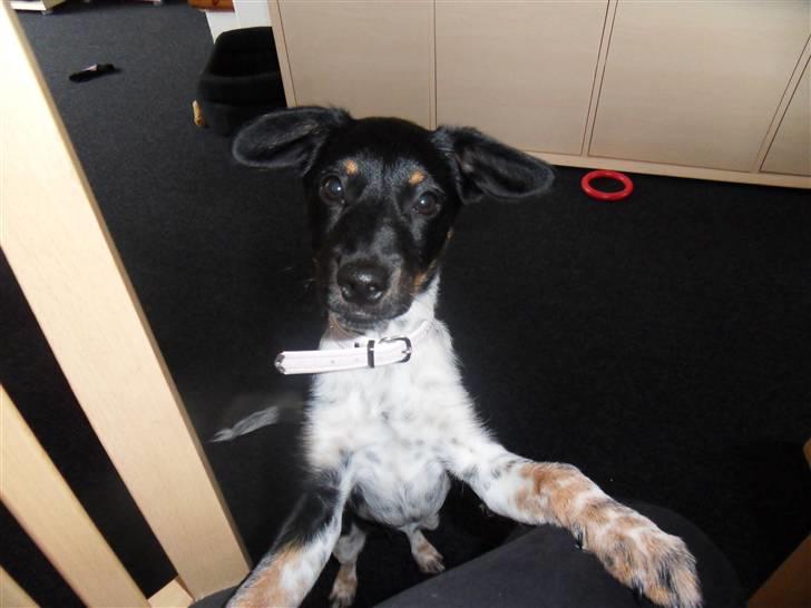 Dansk svensk gaardhund Lulu billede 20