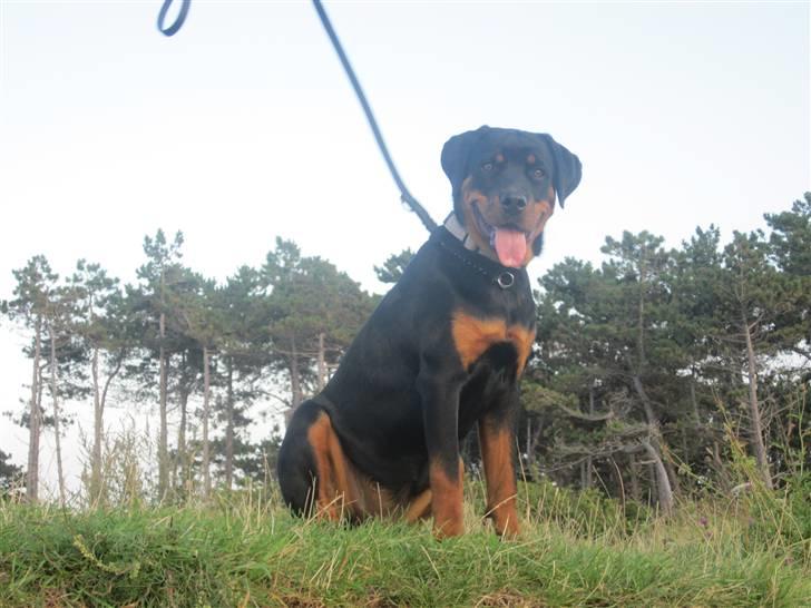 Rottweiler Zakoda Evita Aka Pølse  - klintstrand billede 14