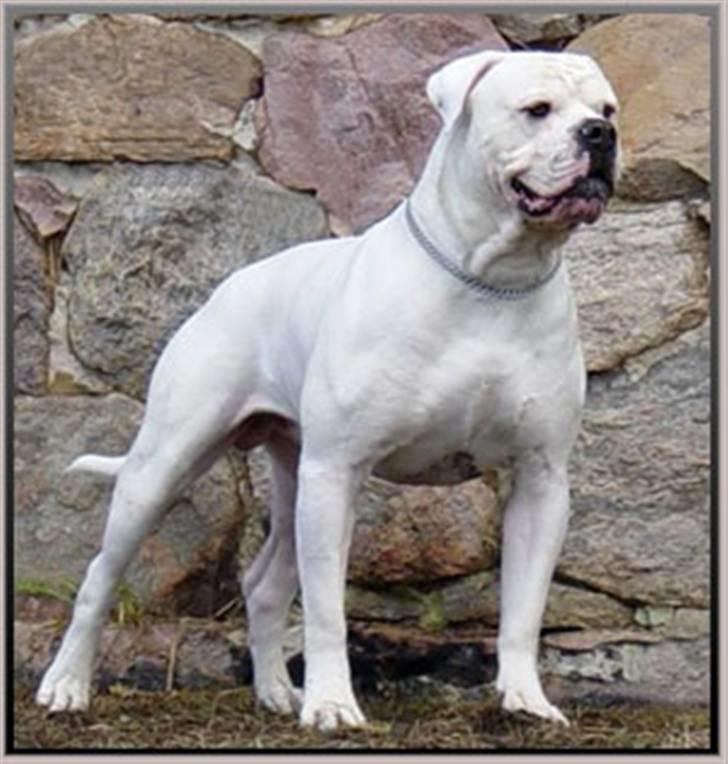 Amerikansk bulldog holmegaards Bull red hot nugga - her er så Ostergaard´s Bandit som er Nug´s far han er stor og flot billede 18