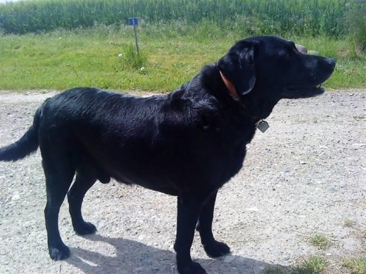 Labrador retriever Viggo billede 1