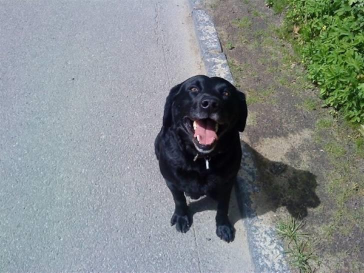 Labrador retriever Viggo billede 2