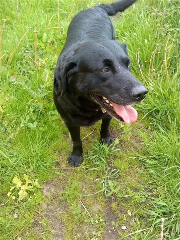 Labrador retriever Viggo billede 3