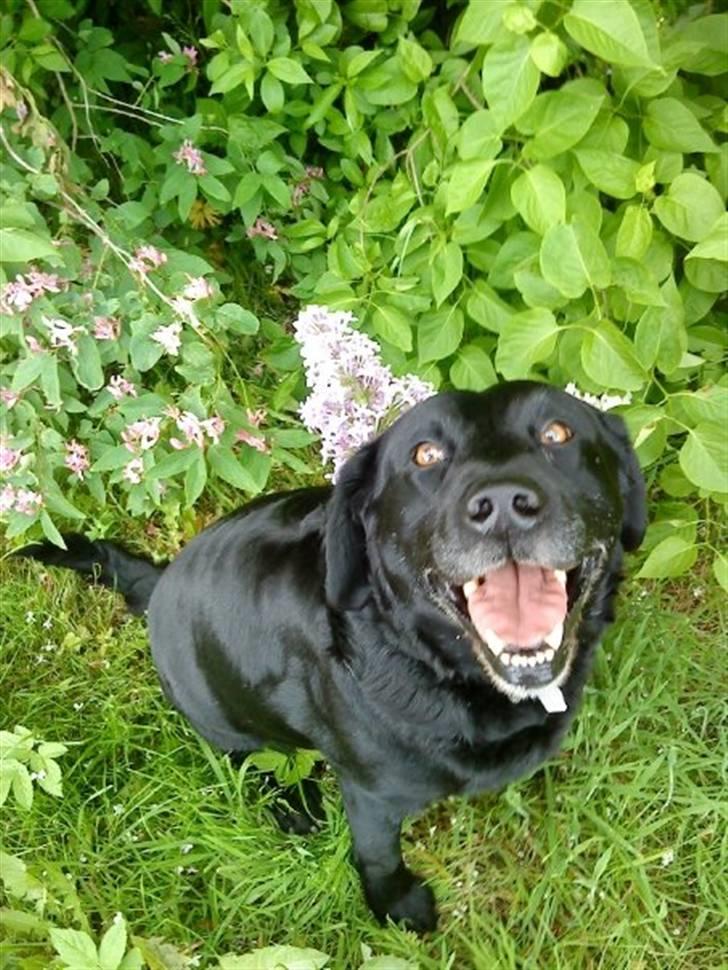 Labrador retriever Viggo billede 4