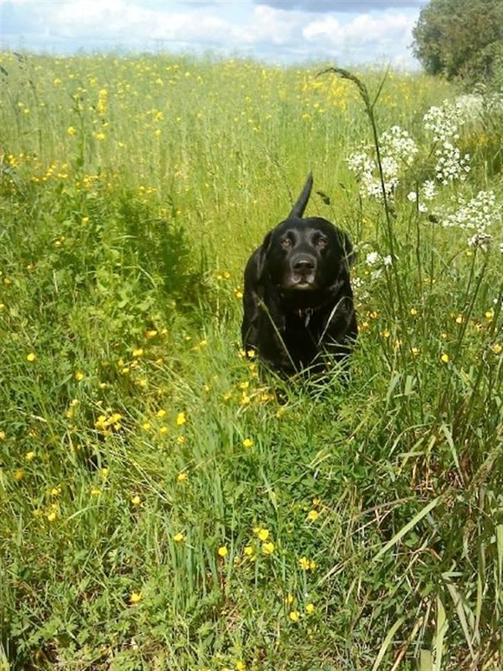 Labrador retriever Viggo billede 5