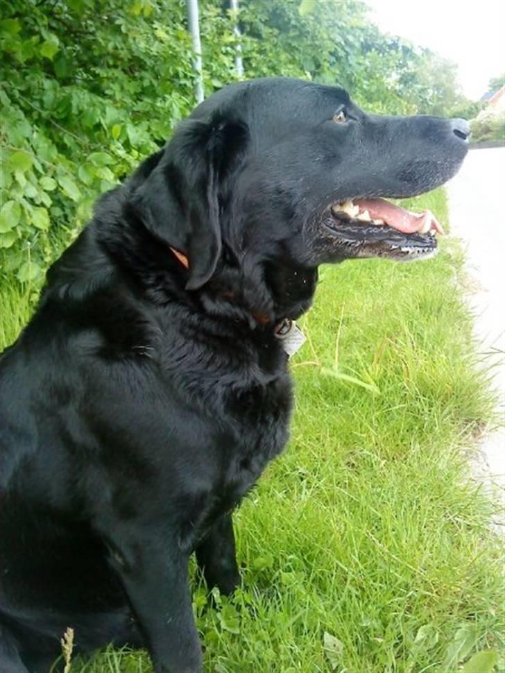 Labrador retriever Viggo billede 7