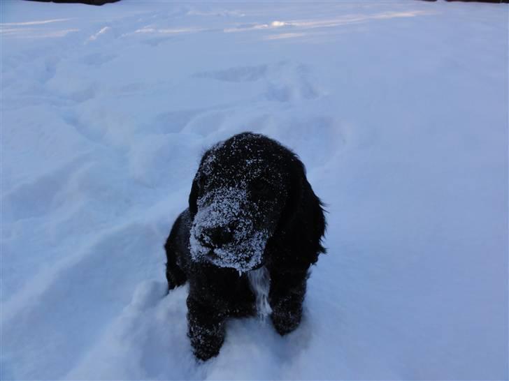 Cocker spaniel Enzo-himmelhund :`( billede 6