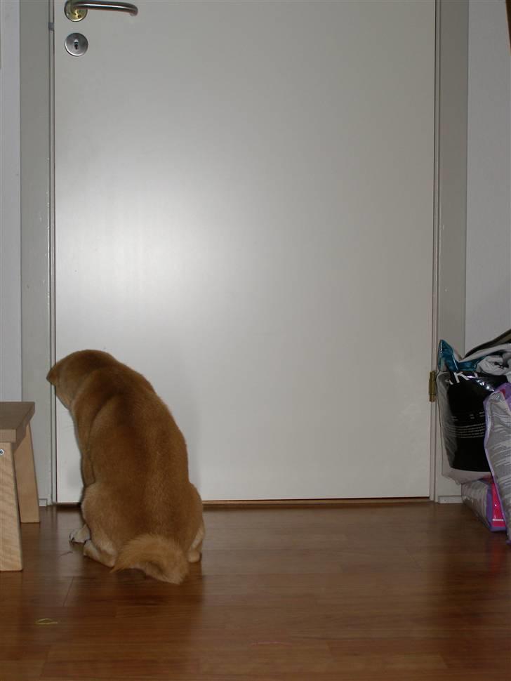 Shiba Simba (Alina's Beniaka) - jeg vil med end LENE HALLO billede 19