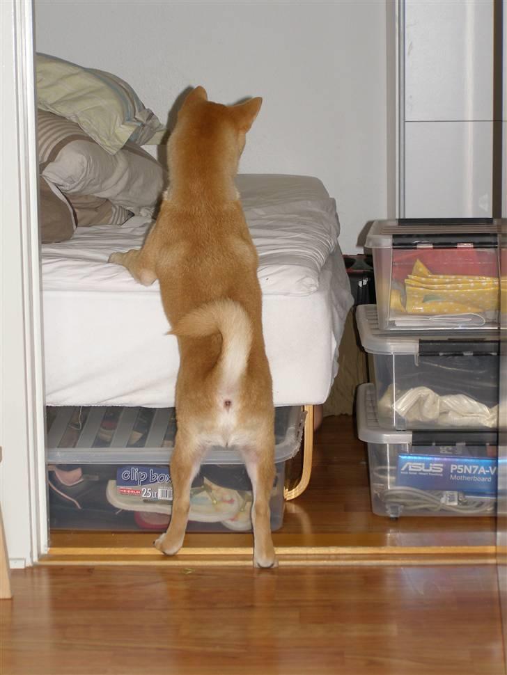 Shiba Simba (Alina's Beniaka) - Lene hvad laver du der unden seng billede 20
