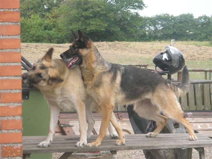 Schæferhund micka billede 14