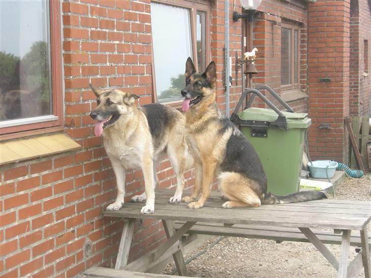 Schæferhund micka billede 16