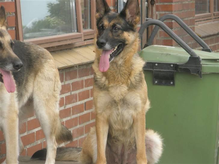 Schæferhund micka billede 18