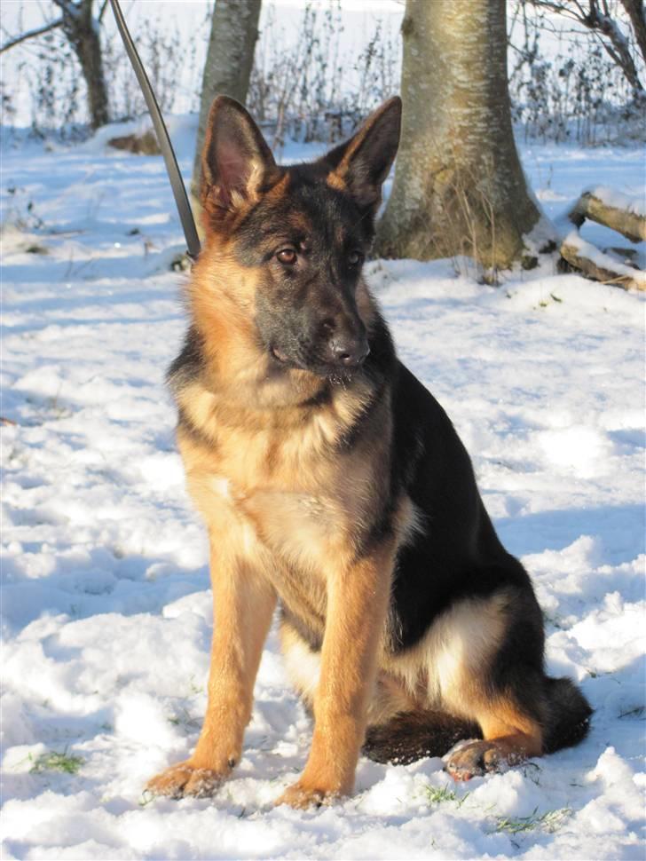 Schæferhund Kiamis Fahra (Mor´s hund) - Vinter 2010 billede 11