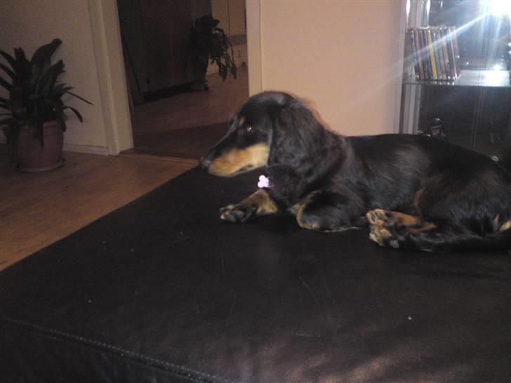 Gravhund Lady Himmelhund  - Lady.Knap 17 uger. 30/1 2011 billede 1