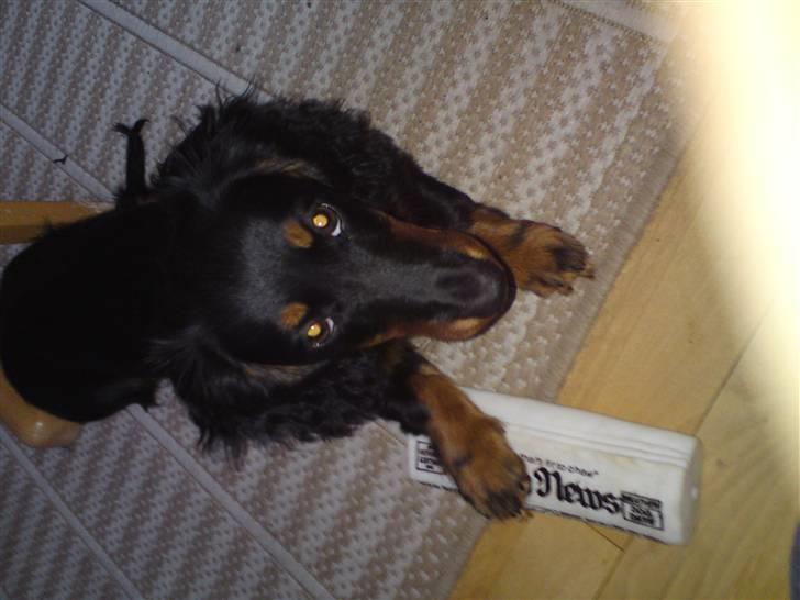 Gravhund Lady Himmelhund  billede 2