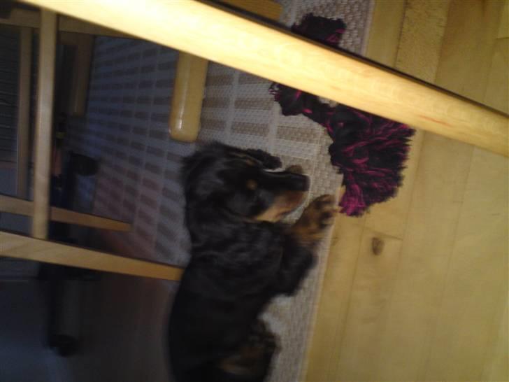 Gravhund Lady Himmelhund  - Hendes elskede legetøj,hun fik med da hun skulle forlade sin mor og far. billede 3