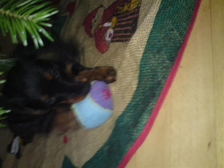 Gravhund Lady Himmelhund  - Hun er meget glad for at ligge under juletræet.fik hende jo osse i julegave,bare en uge før jul billede 4