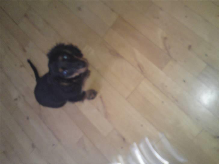 Gravhund Lady Himmelhund  billede 5