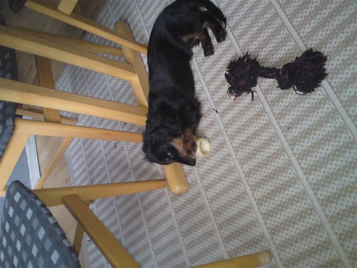 Gravhund Lady Himmelhund  billede 6