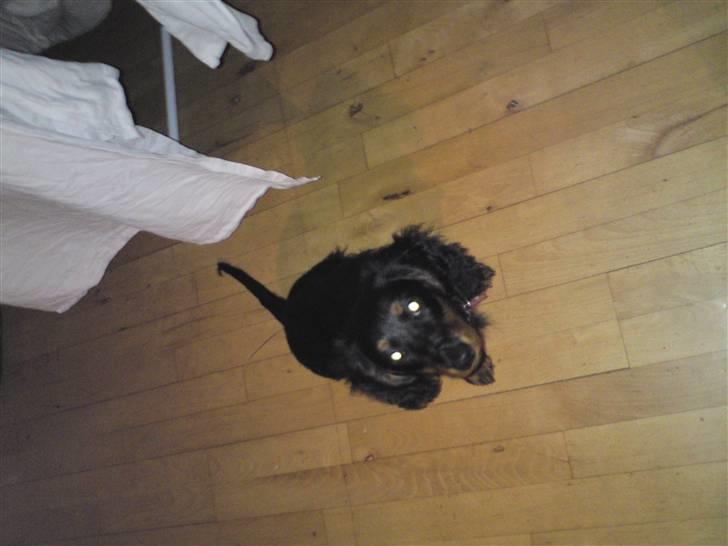 Gravhund Lady Himmelhund  billede 7