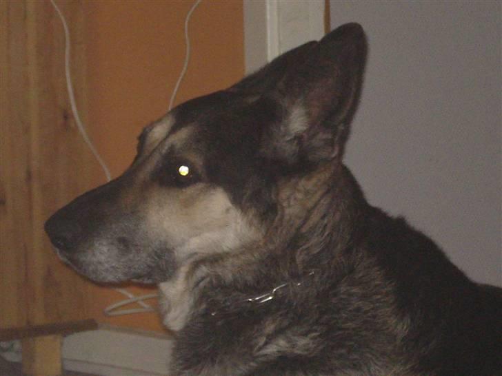 Blanding af racer sigurt R.I.P billede 3