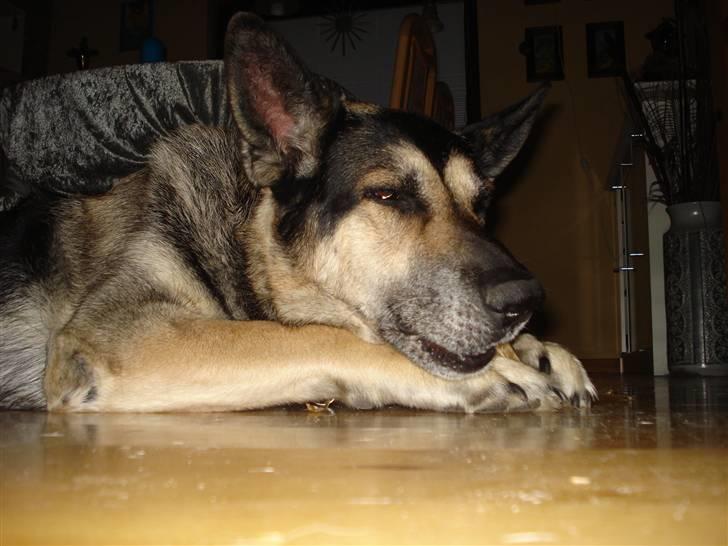 Blanding af racer sigurt R.I.P billede 7