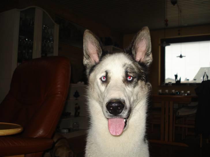 Blanding af racer chiko - ja nu jeg ren igen  billede 5