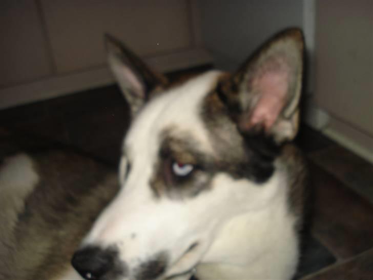 Blanding af racer chiko billede 6