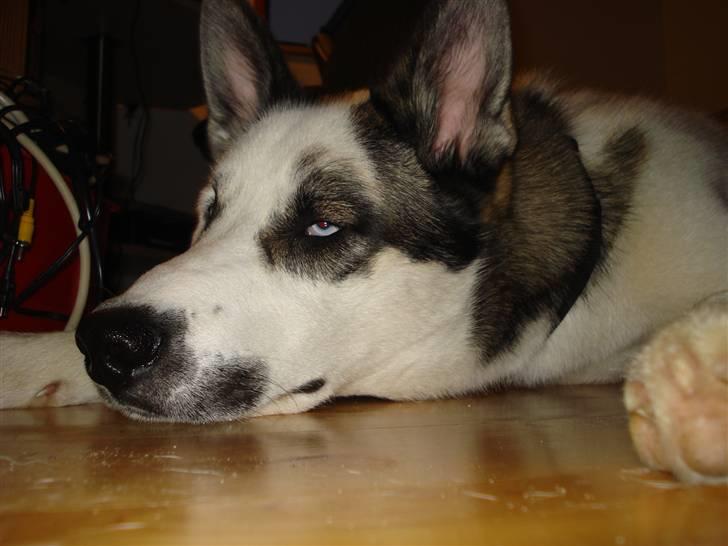 Blanding af racer chiko - puha af lege men naboen er hordt billede 7