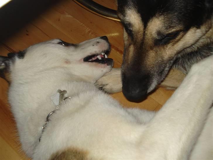 Blanding af racer chiko - kom nu leg med mig kon nuuuuu billede 8