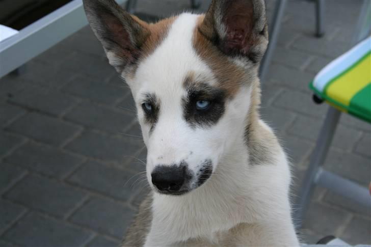 Blanding af racer chiko - det er mig som lille er jeg ikk sød billede 9