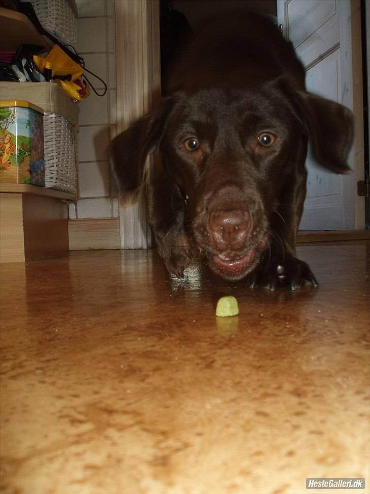 Blanding af racer  Tinka¤Me Soulmate¤ billede 19