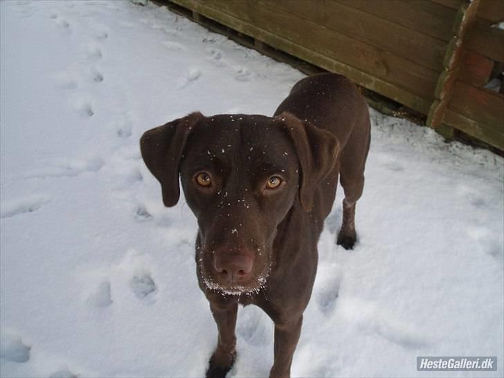 Blanding af racer  Tinka¤Me Soulmate¤ billede 20