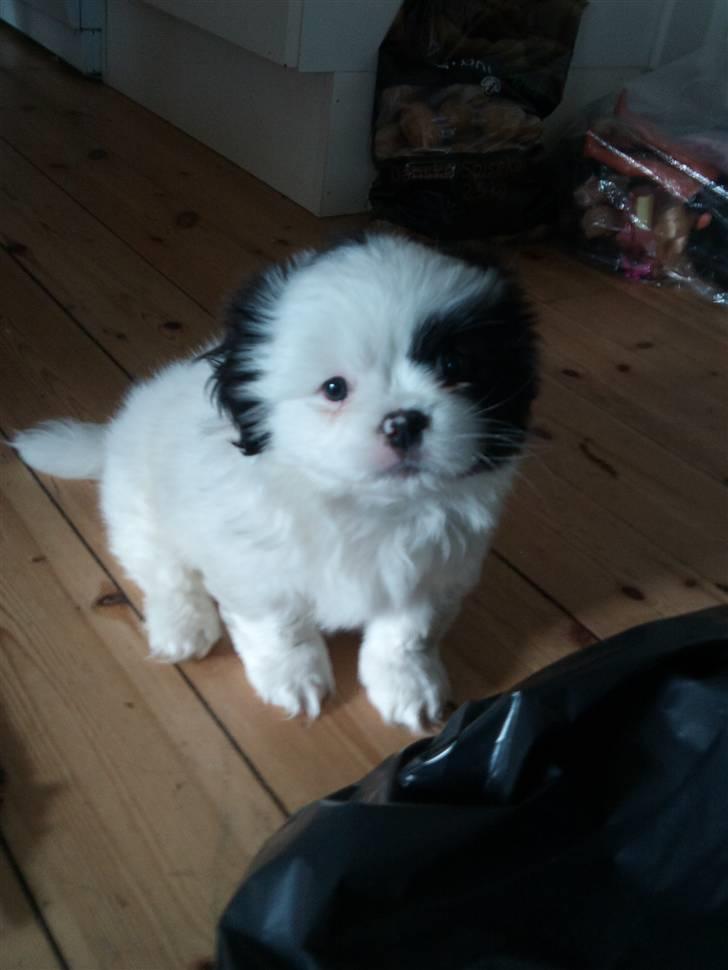 Blanding af racer Guffe billede 1