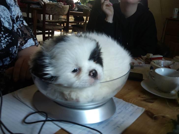 Blanding af racer Guffe - Han skulle lige vejes, inden vi skulle have ham med hjem :) billede 2