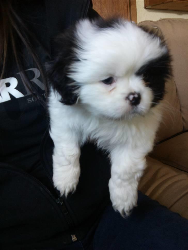 Blanding af racer Guffe billede 3