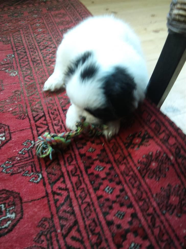 Blanding af racer Guffe billede 4