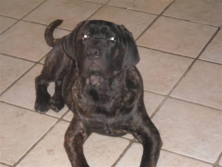 Cane corso Bullie billede 8