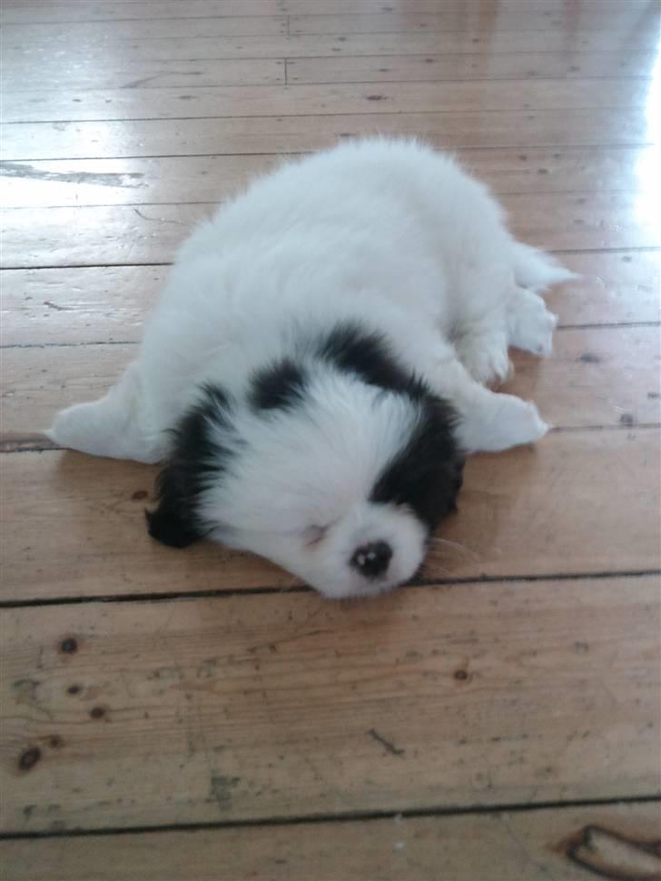 Blanding af racer Guffe billede 5