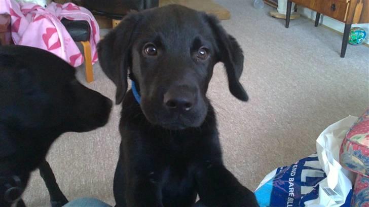 Labrador retriever Rollo<3 (formel 1) - min lille rollo billede 6