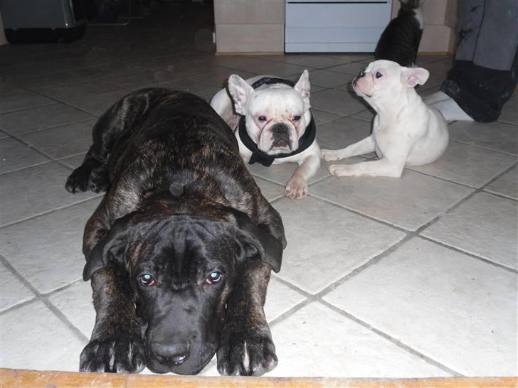 Cane corso Bullie billede 10
