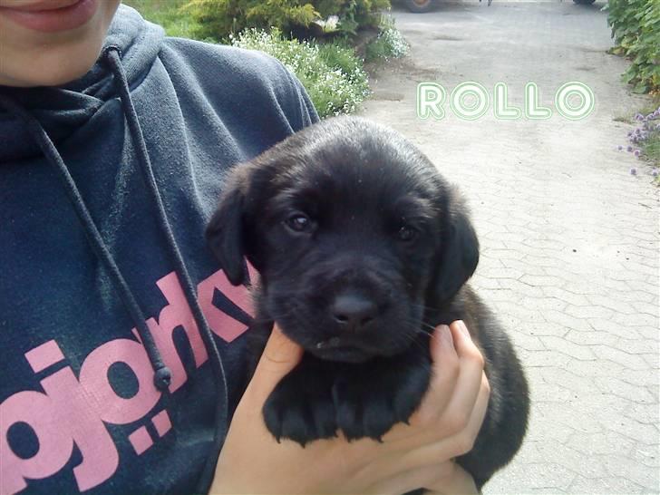 Labrador retriever Rollo<3 (formel 1) - lille rollo billede 7