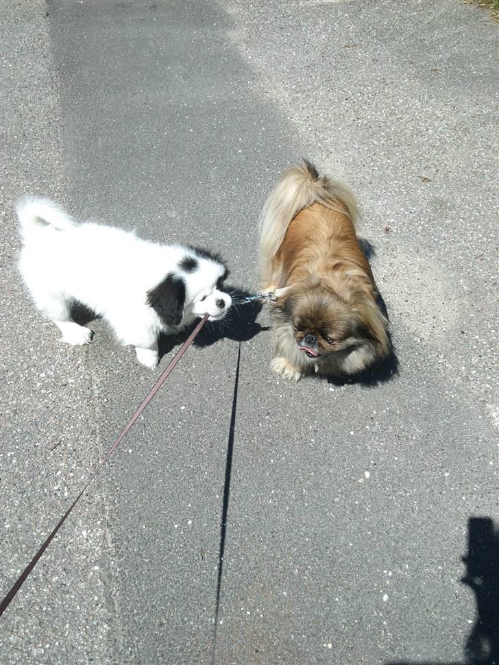 Blanding af racer Guffe - Han prøver stadig at lære, at snoren IKKE er legetøj :-) billede 6