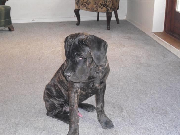 Cane corso Bullie billede 11