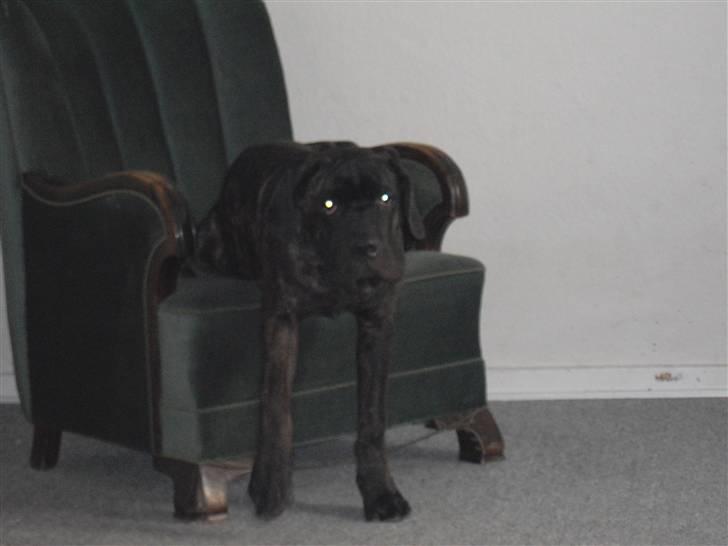 Cane corso Bullie billede 9